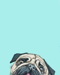 10 Beautiful Hd Wallpapers For Your Phone Adorable Pug Pug Art Pug Wallpaper Dog Art