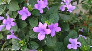 Image result for Barleria capitata
