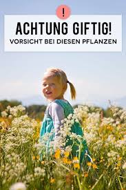 Giftige Pflanzen Wachsen Uberall Im Wald Auf Wiesen In Blumentopfen Oder Sogar Im Eigenen Garten Welche Beson Giftige Pflanzen Giftpflanzen Garten Pflanzen
