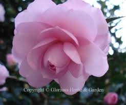 Camellia Sasanqua Camellia Landscaping Plants Shade Garden