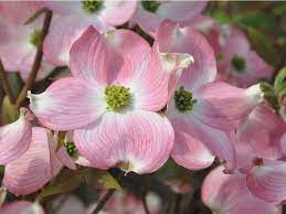 Maybe you would like to learn more about one of these? Brian Minter Amazing Varieties Of Dogwoods Vancouver Sun