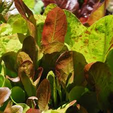Maybe you would like to learn more about one of these? Planting A Fall Vegetable Garden Seattle S Favorite Garden Store Since 1924 Swansons Nursery