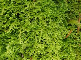 Image result for Leptonychia