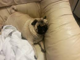 Charlie After Running Around Like A Psycho After His Bath Pugs Puppy Love Puppies
