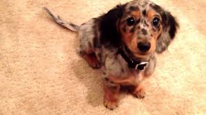 Parent benson, north carolina â» labrador retriever â». Miniature Piebald Dachshund Puppies Picture Dog Breeders Guide