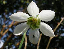Do All Snowdrops Look Alike Snow Drops Flowers Flowers Shade Garden