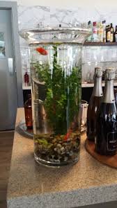 Fish Tank In A Vase I Need This In My Kitchen Beta Fish Tank Vase Fish Tank Diy Fish Tank
