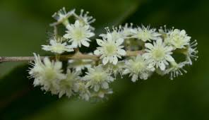 Image result for Homalium