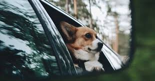 You Should Never Let Your Dog Ride In The Front Seat Here S Why