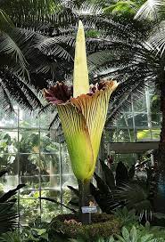 A Corpse Flower It Smells Of Rotting Flesh Is About To Bloom At Dartmouth Corpse Flower Bloom Flowers