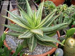 Our motto of heart to god, hand to man is put into action every day as we change lives and transform our from serving food to balancing the books, they function as the executive directors and the pastors for the san fernando valley corps. Plantfiles Pictures Aloe Variegata Aloe Maculata By Palmbob