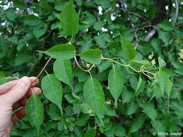 Celastrus scandens solanum dulcamara solanum dulcamara something that is bittersweet ; Gc7be58 Invasive Bittersweet Black Diamond Traditional Cache In New York United States Created By K E T