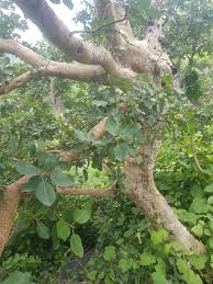 Image result for Ficus glumosa