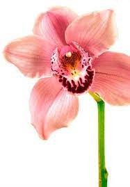 Orchid Flower Meaning Symbolism Teleflora Com Orchids Beautiful Orchids Flower Meanings