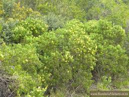 Image result for Chrysanthemoides monilifera