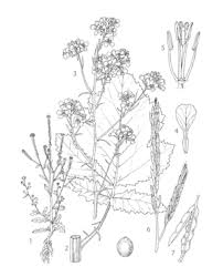 The genus brassica is known for its important agricultural and horticultural crops and also in. Brassica Nigra Prosea Plantuse English