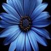 Fashion jewelry elegant nursery gerber daisy gold tone blue crystal rhinestone. 1