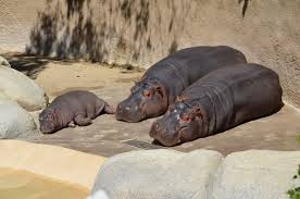 chernobog13 lazy hippo family at the l a zoo photo by me baby hippo cute hippo animals