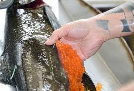 This time i am showing you how to make gunkan maki.gunkan maki is a type of sushi that has a strip of dried seaweed wrapped around sushi rice. Feather River Fish Hatchery Meets Salmon Harvest Goal 12 Million Chinook Eggs Collected Chico Enterprise Record