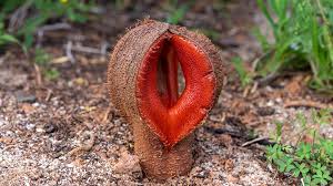Image result for Hydnoraceae