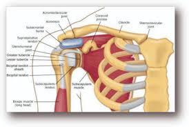 The ri is a triangle shaped region between the supraspinatus and supscapularis tendons. Don T Let Shoulder Pain Hold You Back Southwest Florida S Health And Wellness Magazine