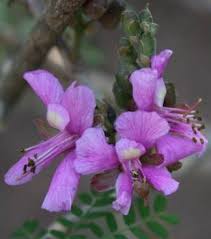 Image result for Raphia rostrata