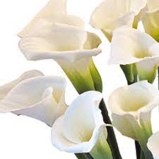 Calla Lily Flower Parts Best Flower Wallpaper