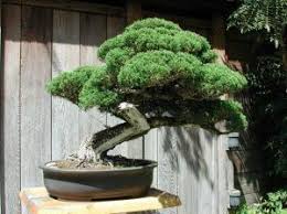 Pokok sejuk sensitif ini tumbuh ia menggabungkan sebahagian baja organik, seperti acuan daun atau kulit kayu pain. Bonsai Bagaimana Untuk Berkembang Dari Benih Berkembang Bonsai Dari Pain Oak Maple