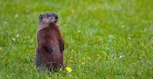 In urban cities like toronto, groundhog's initial damage to a property is usually to its landscape, garden and vegetables. Did Bill De Blasio Kill A Groundhog Fact Check From Snopes Com