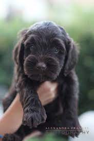 We did not find results for: Account Suspended Puppies Labradoodle Puppy Cute Animals
