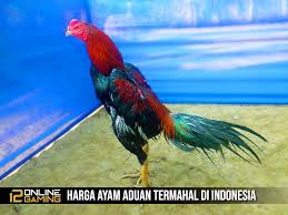 Harga Ayam Aduan Termahal Di Indonesia Ayam Indonesia Melatih