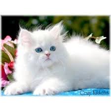Black And White Persian Cat With Blue Eyes I Want A White Persian Kitten With Blue Eyes Pretty Cats Beautiful Cats Cute Cats