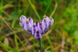 Image result for Burmannia