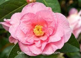 Growing Camellias Camellia Plant Camellia Shrubs Camellia Flowers Camellia Plant Anthurium Plant Chinese Evergreen Plant