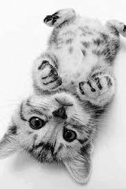 Supawadee Nunon Adli Kullanicinin Animal Panosundaki Pin Cute Kittens Sevimli Kedi Yavrulari Sevimli Kediler