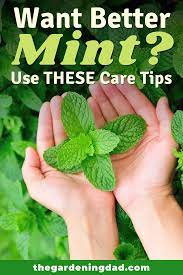 11 Easy Tips How To Grow Mint From Seed The Gardening Dad Growing Mint Mint Plants Mint Plant Care