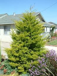 Image result for Cupressus macrocarpa