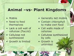 Check spelling or type a new query. The Plant Kingdom Chapter Ppt Download