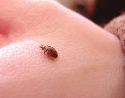 Image result for Cimex Lectularius L