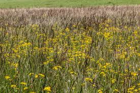 Image result for Monopsis zeyheri