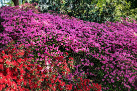 Pin By Marina Rrr On Flowering Shrubs In 2020 Gardens Of The World Flowering Shrubs Azalea Bush