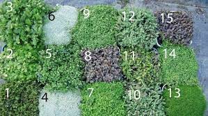 Pin On Garden
