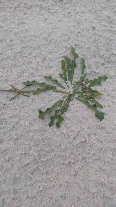 Image result for Launaea sarmentosa