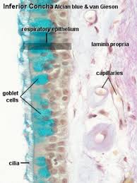 Mesh terms air sacs / anatomy & histology animals biometry birds / anatomy & histology* Respiratory System Histology Embryology