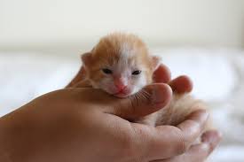 Annesiz Yavru Kedi Bakimi