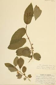 Image result for Caprifoliaceae