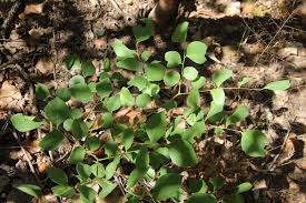 Image result for Erythrophleum