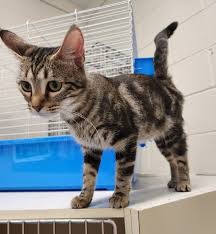 Cat fight: Michigan TikTok influencer and Muskegon shelter battling over  $900 cat - mlive.com