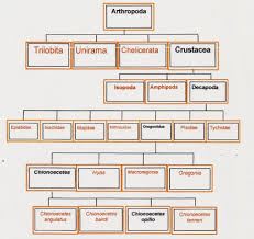 Snow Crab Classification