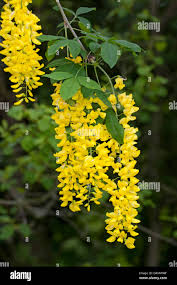 Image result for laburnuM